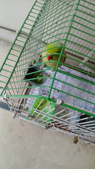 Green parrot 