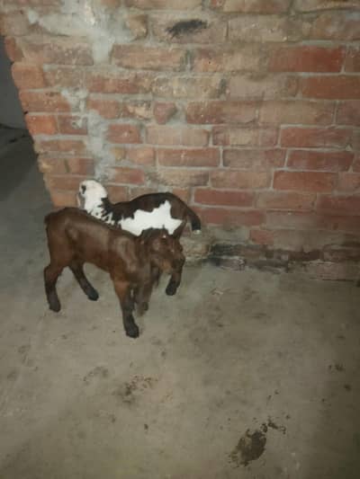 beautiful bakri and 2 baby