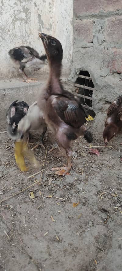 premium High quality aseel chicks