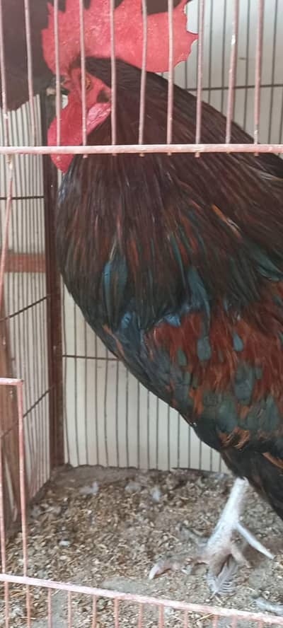 Top Quality Desi murgha breeder