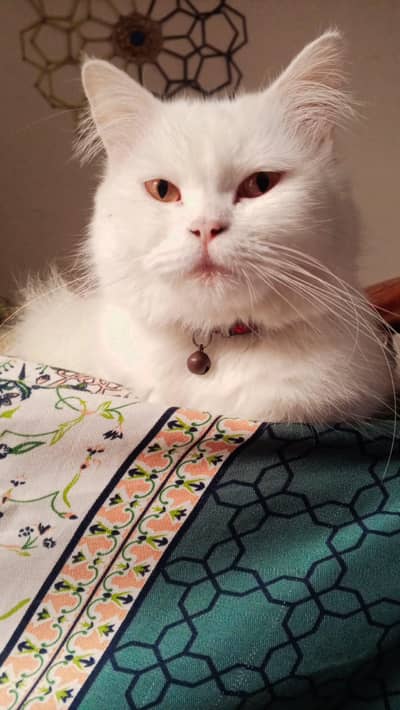 for more details contact me on my what's app 03134570385