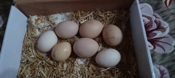 Fertile eggs for sale