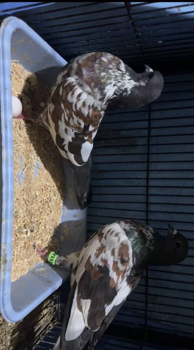 Peshwari Pairs for sale