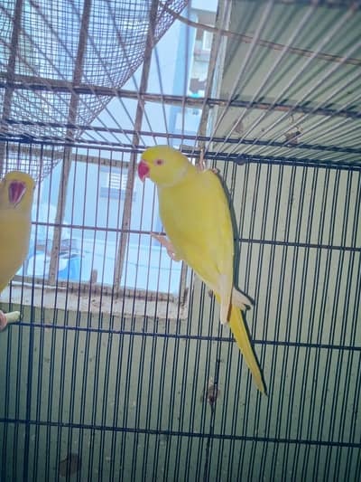 yellow ringneck