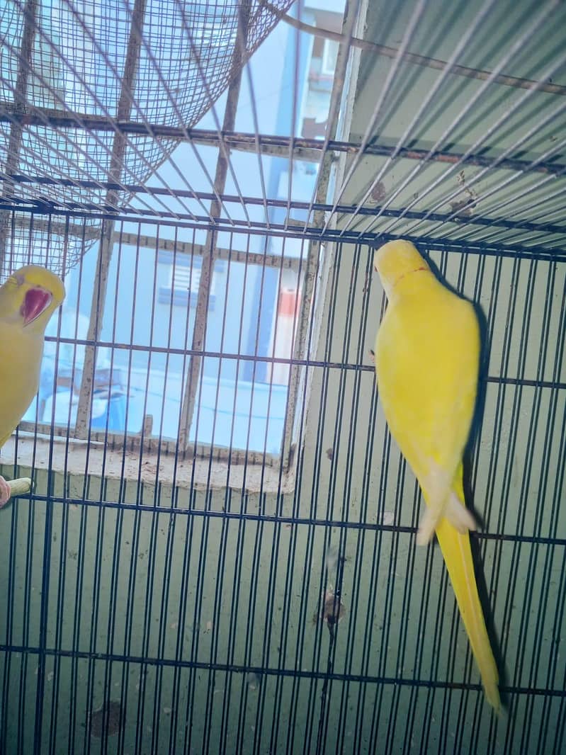yellow ringneck 1