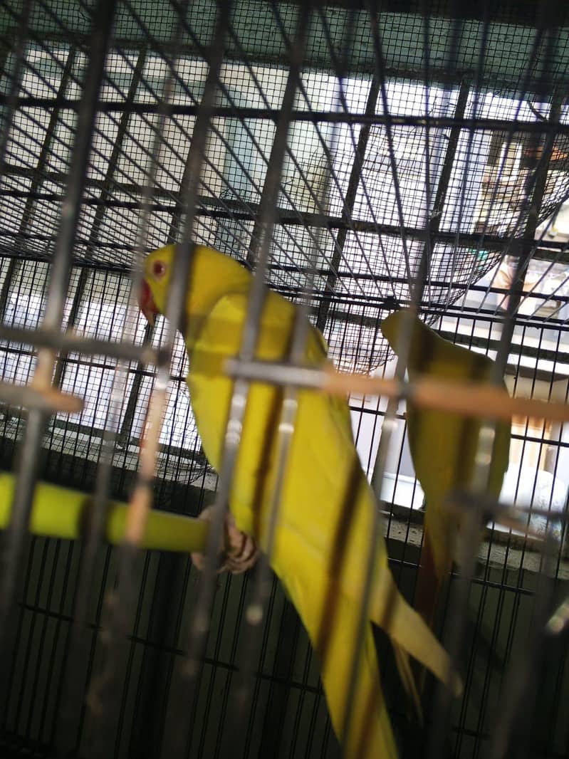 yellow ringneck 2