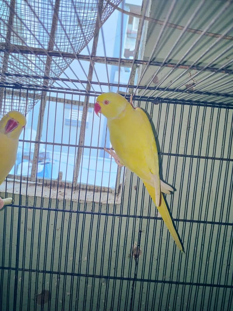 yellow ringneck 3