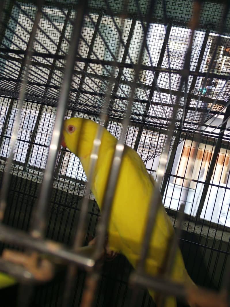 yellow ringneck 4