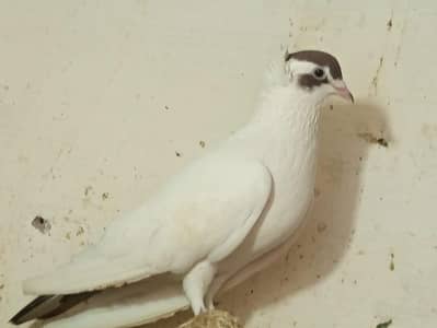 Black mokey young maile and Red helmet mail.