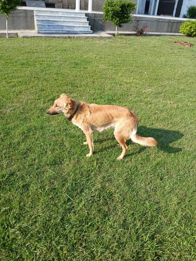 Afghan Kuchi Puppies