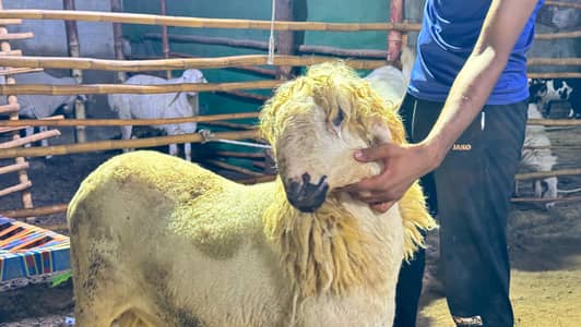 Mundra dumba for sell