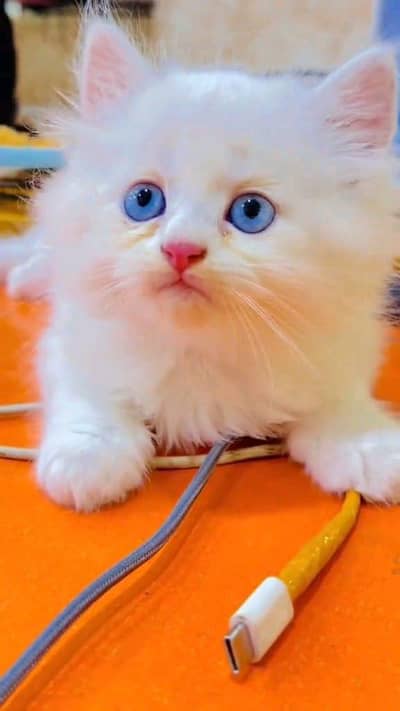 Persian kittens for urgent sale 0349*40*91*468 My WhatsApp Number