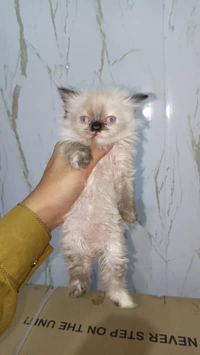 5 kitten are available for sale  mobile number 03431677339