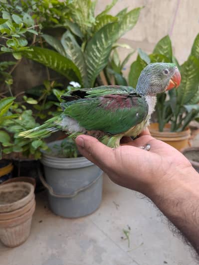 raw Pahari ringneck