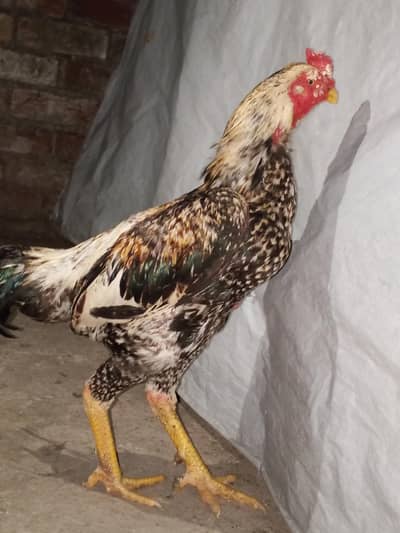 Zinda Murge For Sale – Best Quality