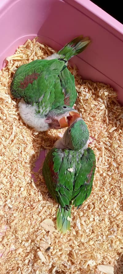 raw parrot / raw parrots chicks / green parrots / kashmiri parrots