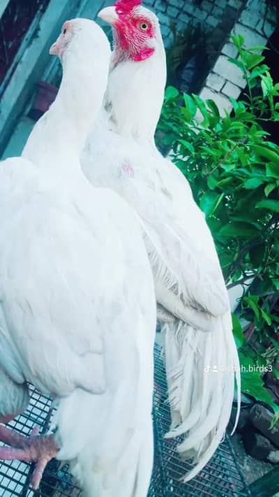 quality aseel Paperwhite hera  pair