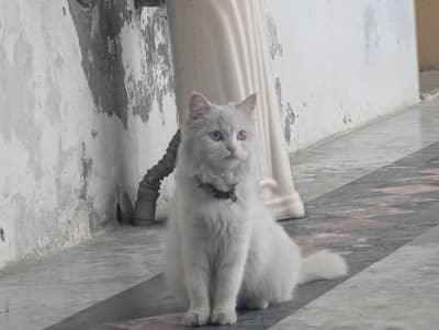 odd eyes cat for sale