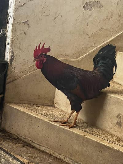 golden dessi misri hen mirga mirgi egg laying