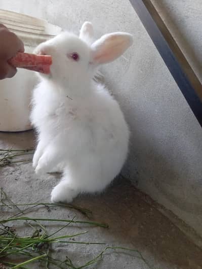 angoora rabbit breeder ( 0328.3044910 )