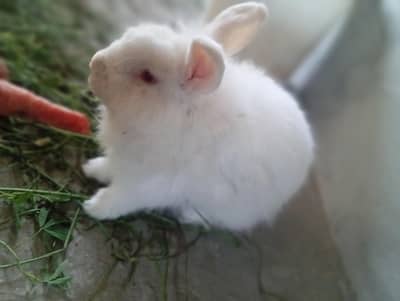 angoora rabbit breeder ( 0328.3044910 )