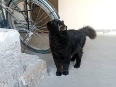 Persian cat double coat