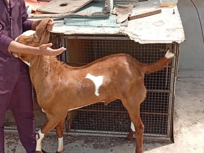 Andhu Bakra