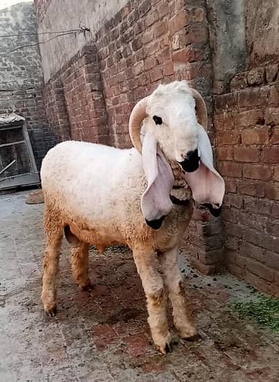 kajla chatra for sale 03010118477