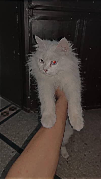 White Persian cat with sky blue eyes for family