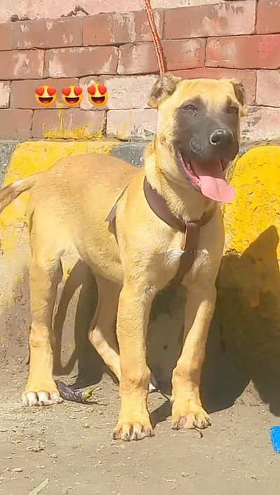 kurdish kangal male 3 mount
