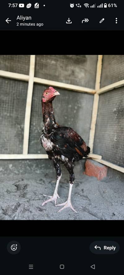 female ke Sath exchange ho sakta ha 03025078746 is  number pa call kry