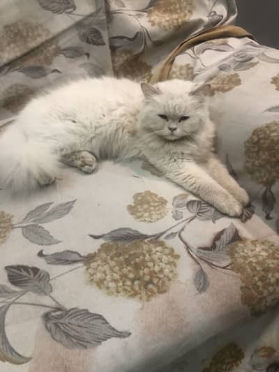 Persian cat