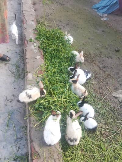 rabbits adults and babies for sale