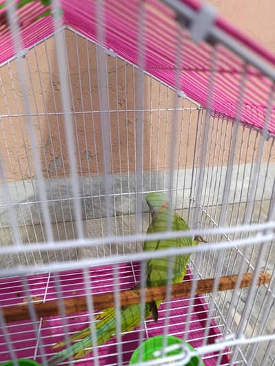 Parrot Green, Gaani wala Tota