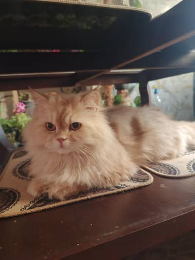 Persian male short leg triple coat breeders