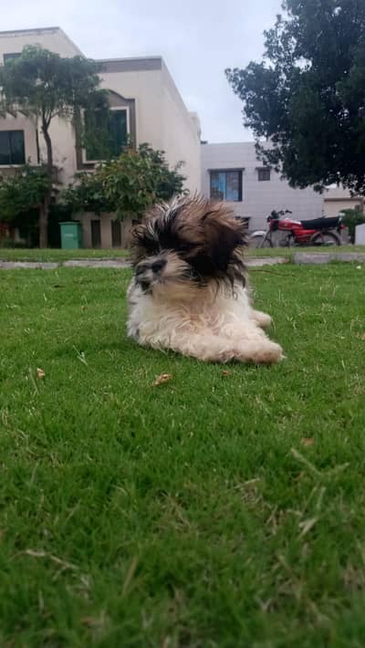 Shihtzu pure breed