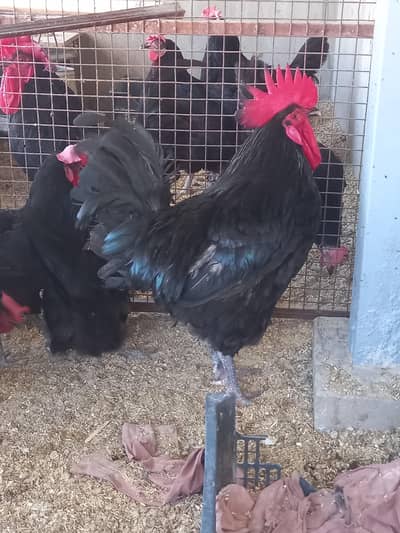 Australorp