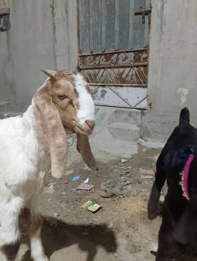 Tota pori Bakra Male