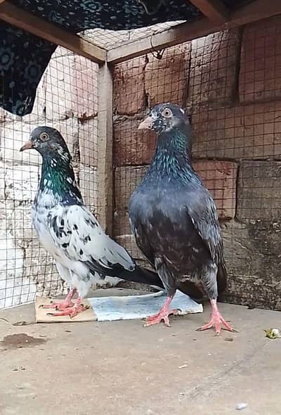 mian nazeer sab Wala pathi patha for sale