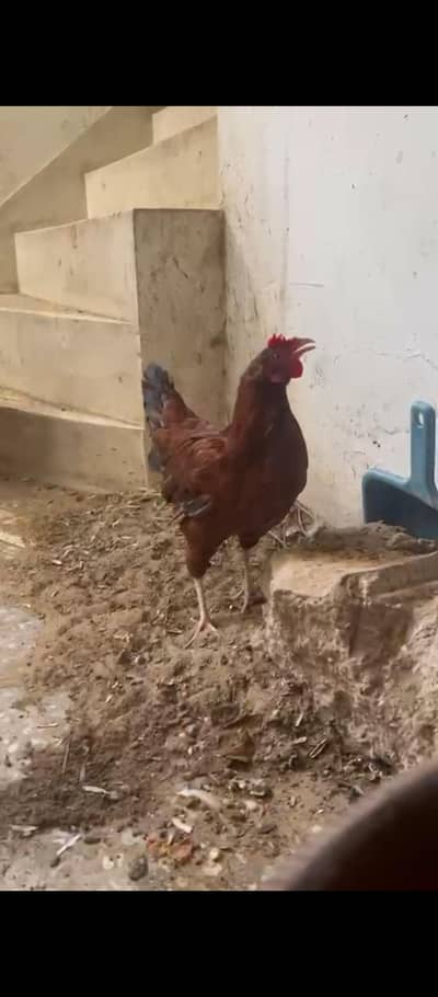 golden dessi misri hen mirga mirgi egg laying
