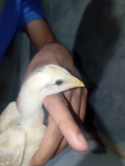 YUKIREE BURMI × PENAS PAKOYI CHICKS