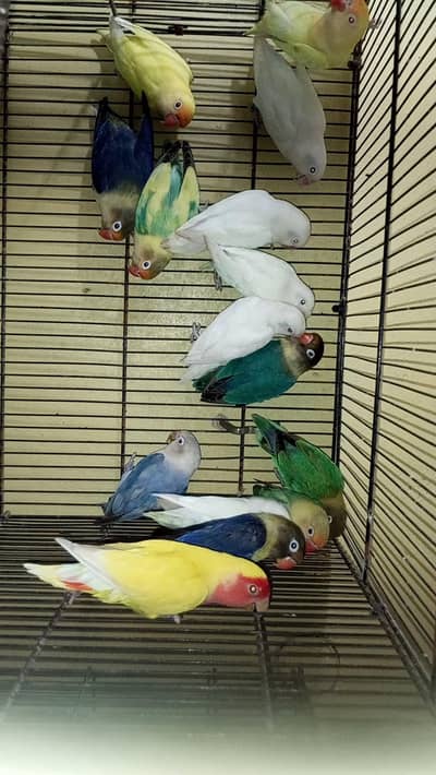 love birds and piegon