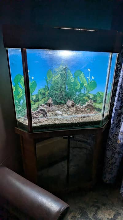 Large Fish aquarium