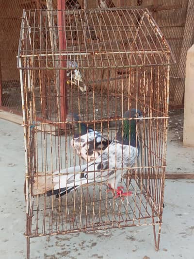 high flyers breeder pair