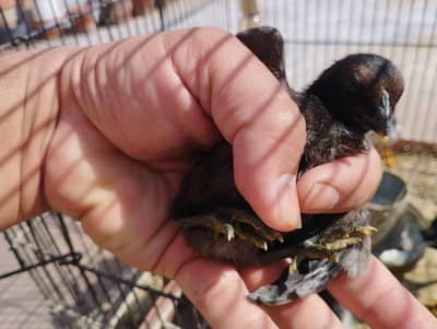 Thai Dragon's | Thai Pakoya | Thai Cross Aseel Chicks