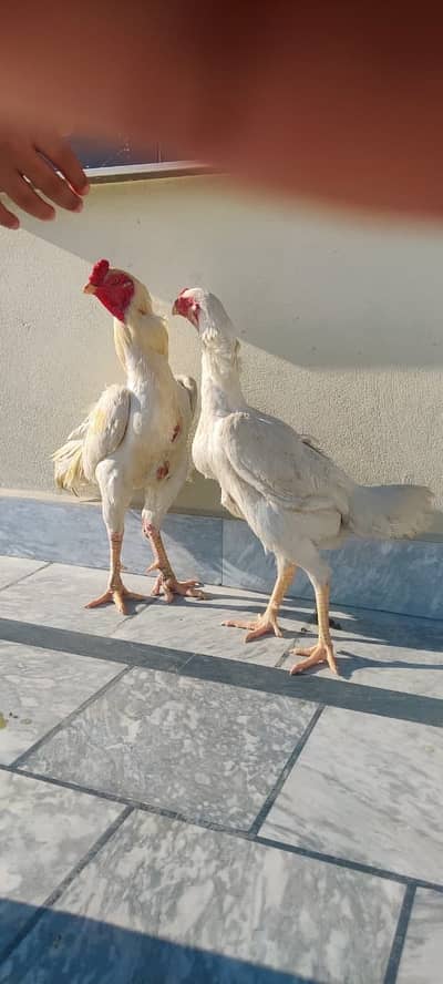 Aseel shamo pure breed pair