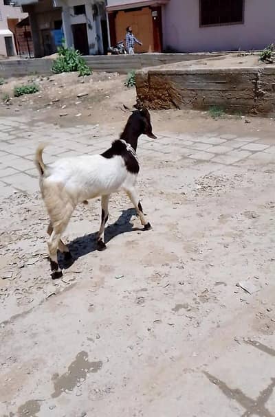 2 dant Andu Bakra