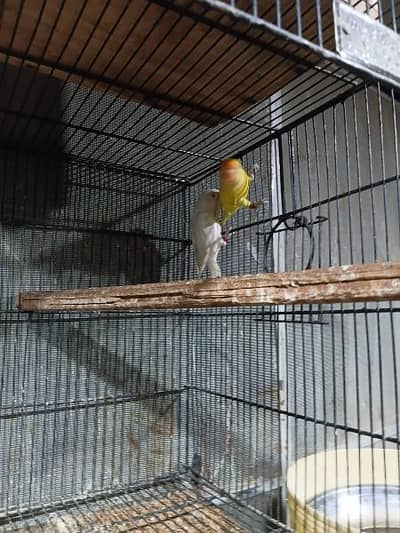 Albino Red Eyes to Decino