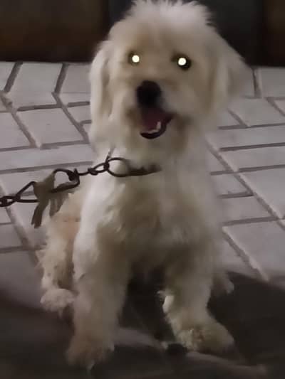 White Poodle Dog Female, 11 months old, Ready for breed