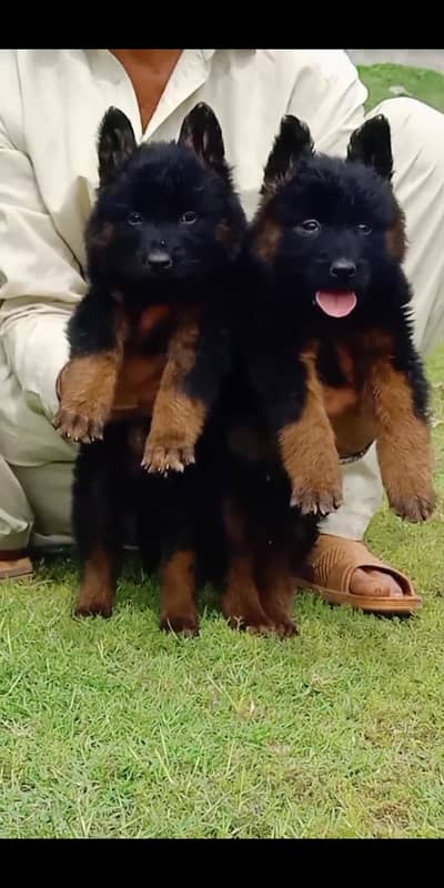 German Shepherd puppy | Long Coat puppies | Dog For Sale | GSD